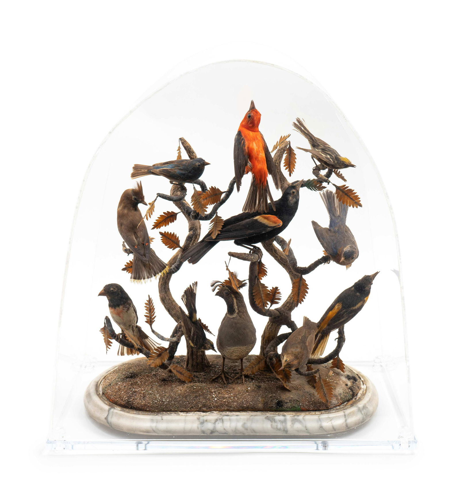 A Diorama of Ten Birds  Case, Height 23 3/4 x 22 x (1 of 2)