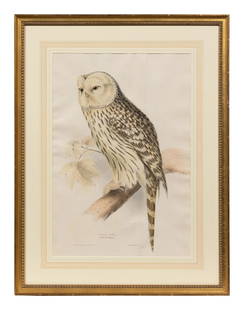 John Gould and Elizabeth Gould (British, 19th Century): John Gould and Elizabeth Gould (British, 19th Century) Ural Owl credited lower left 'Drawn from Nature & on Stone by J & E. Gould.'&#160;and lower center 'Printed by C. Hullmandel' 20 3/8 x 14 inches