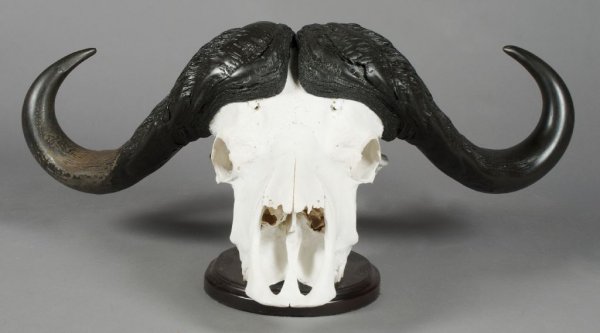 A European Mounted Cape Buffalo, Width 35 inches.: A European Mounted Cape Buffalo, the horns resting upon a skull. Width 35 inches.