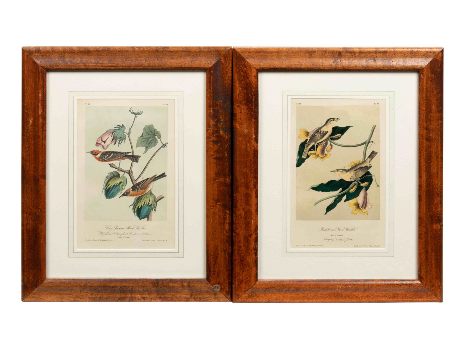 After John James Audubon (American, 1785-1851): After John James Audubon (American, 1785-1851) Circa 1856 Rathbone Wood-Warbler, no. 18, plate 89 and Bay Breasted Wood-Warbler, no. 16, plate 80 (two works, from Birds of America: The Royal Octavo Ed
