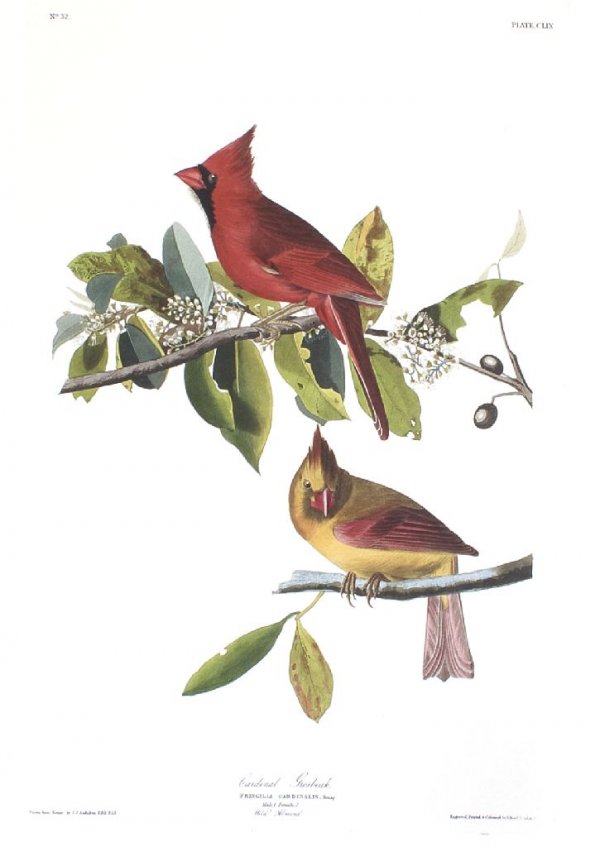 After John James Audubon, (American 1785-1851), Ca: After John James Audubon (American 1785-1851) Cardinal Grosbeak (from The Birds of America) color lithograph Oppenheimer Field Edition 25/150 19 1/2 x 12 1/2 inches.