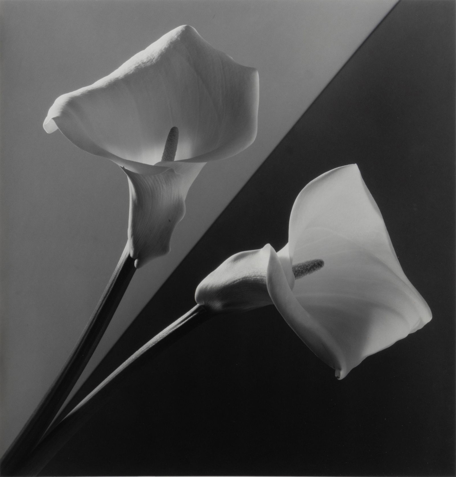 Robert Mapplethorpe (American, 1946-1989) Calla Lilies, (1 of 4)