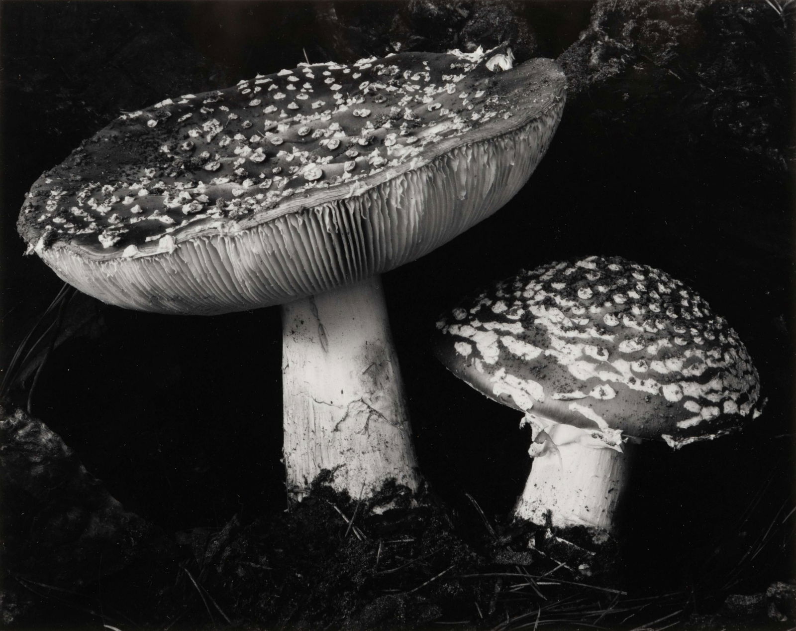 Edward Weston (American, 1886-1958) Toadstool, 1932 (1 of 3)