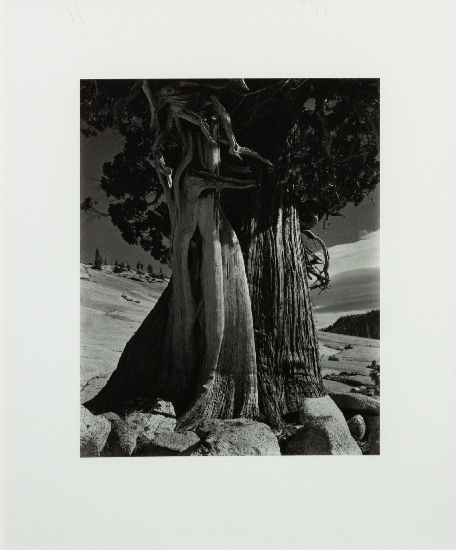 Edward Weston (American, 1886-1958) Juniper at Lake (1 of 2)