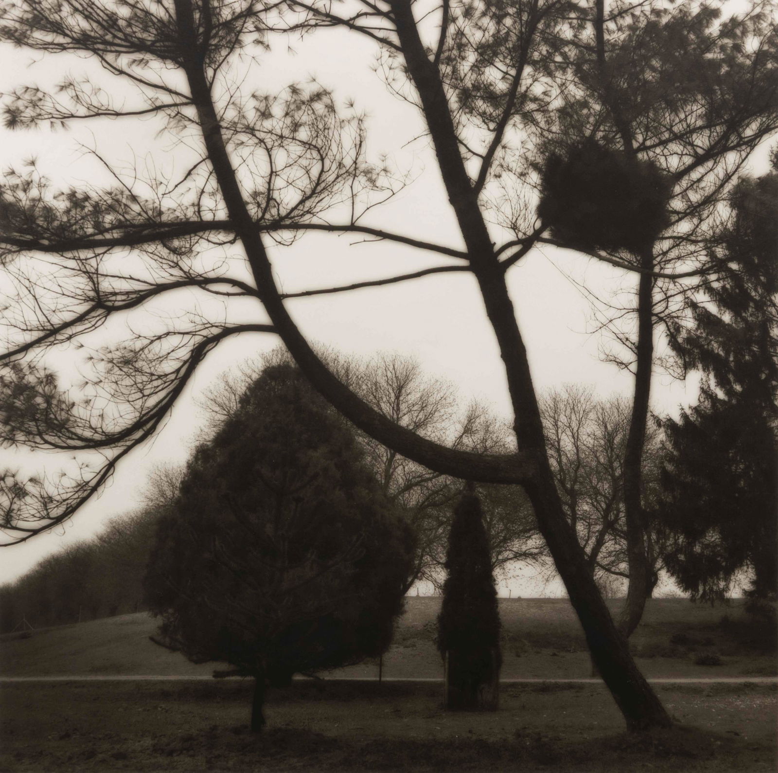 Lynn Geesaman (American, 1938-2020) Aboretum de (1 of 3)