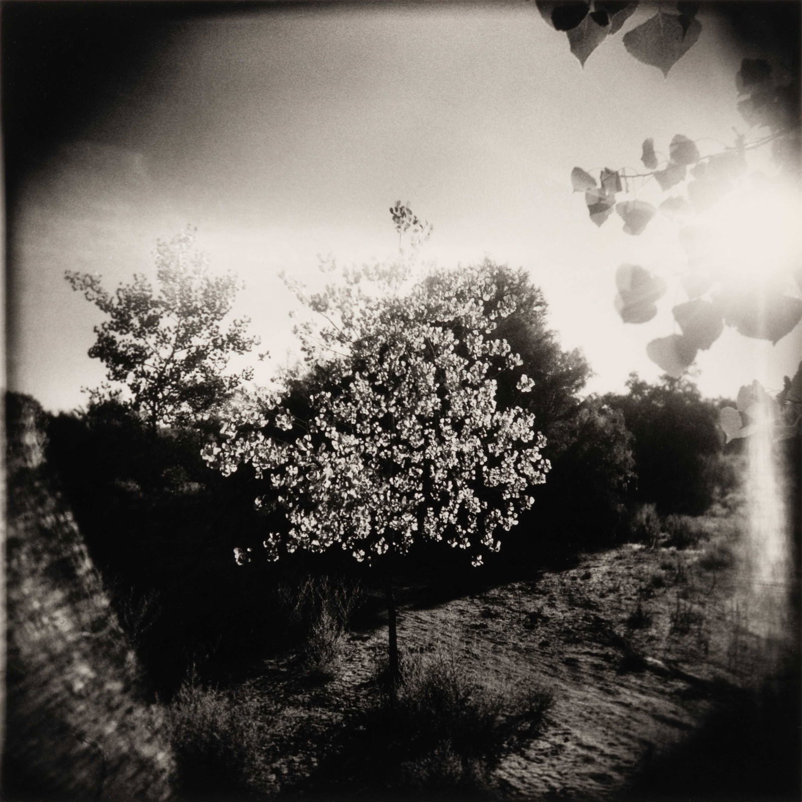 Arthur Lazar (American, b. 1940) Flowering Tree and (1 of 4)