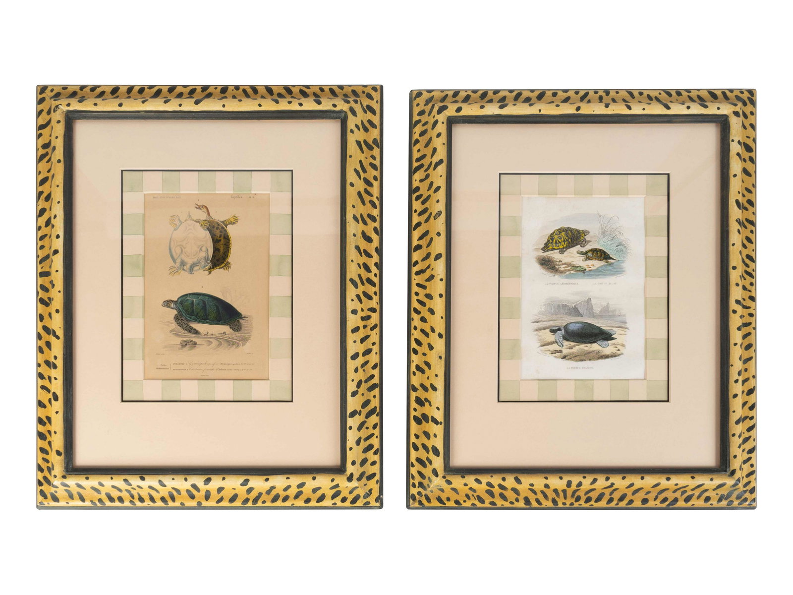 After George Edwards (British, 1694 - 1773) Turtle: After George Edwards (British, 1694 - 1773) Turtle Species (Two Engravings) engraving Image area 8 3/4 x 6 3/4 inches.