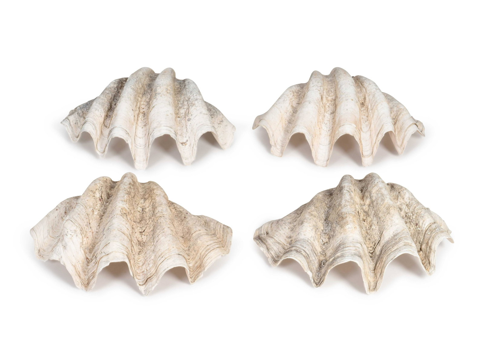 A Collection of Four Giant Clam Shells Width of: A Collection of Four Giant Clam Shells Width of largest, 18 inches.