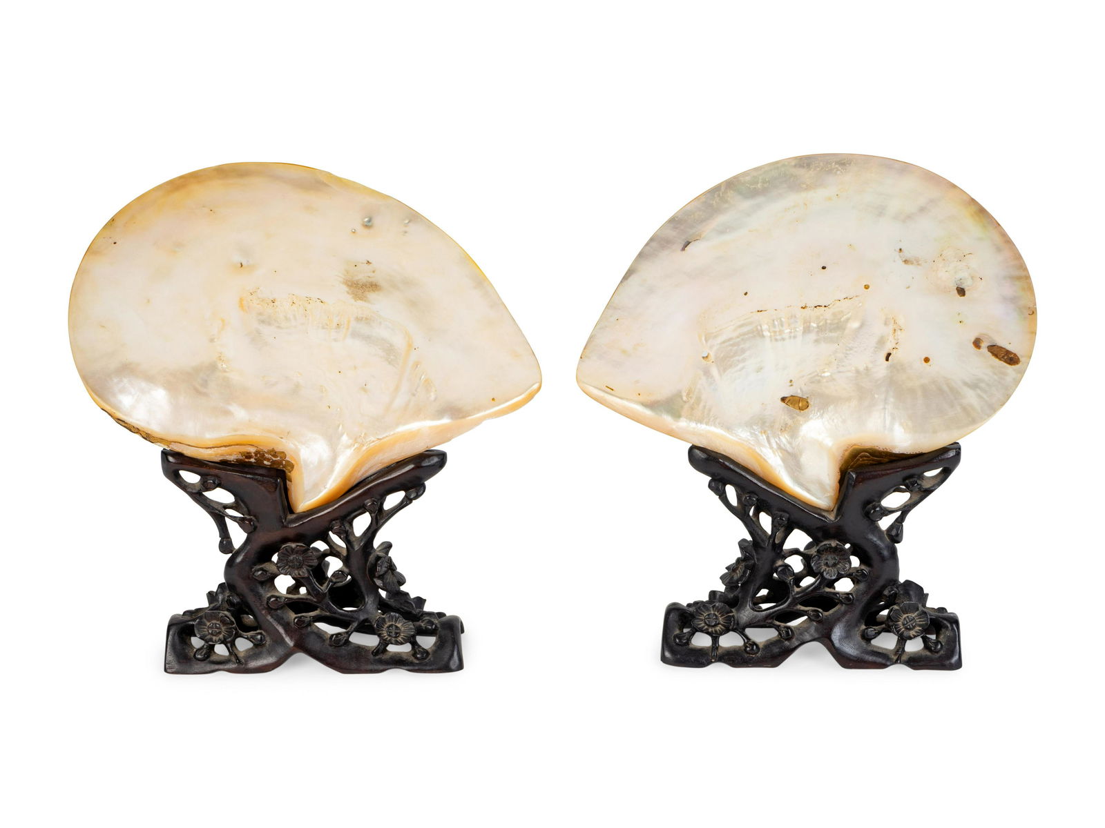 A Pair of Abalone Shells Mounted in Fitted Stands.: A Pair of Abalone Shells Mounted in Fitted Stands. 19TH/20TH CENTURY pierced prunus carved hardwood stands. Height 11 3/4 inches.