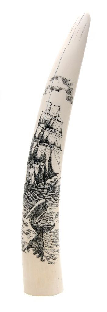 A Scrimshaw Ivory Tusk, Length 15 inches.: A Scrimshaw Ivory Tusk, depicting a ship with full sails behind two surfacing whales, engraved with the artist's signature, Boone. Length 15 inches.
