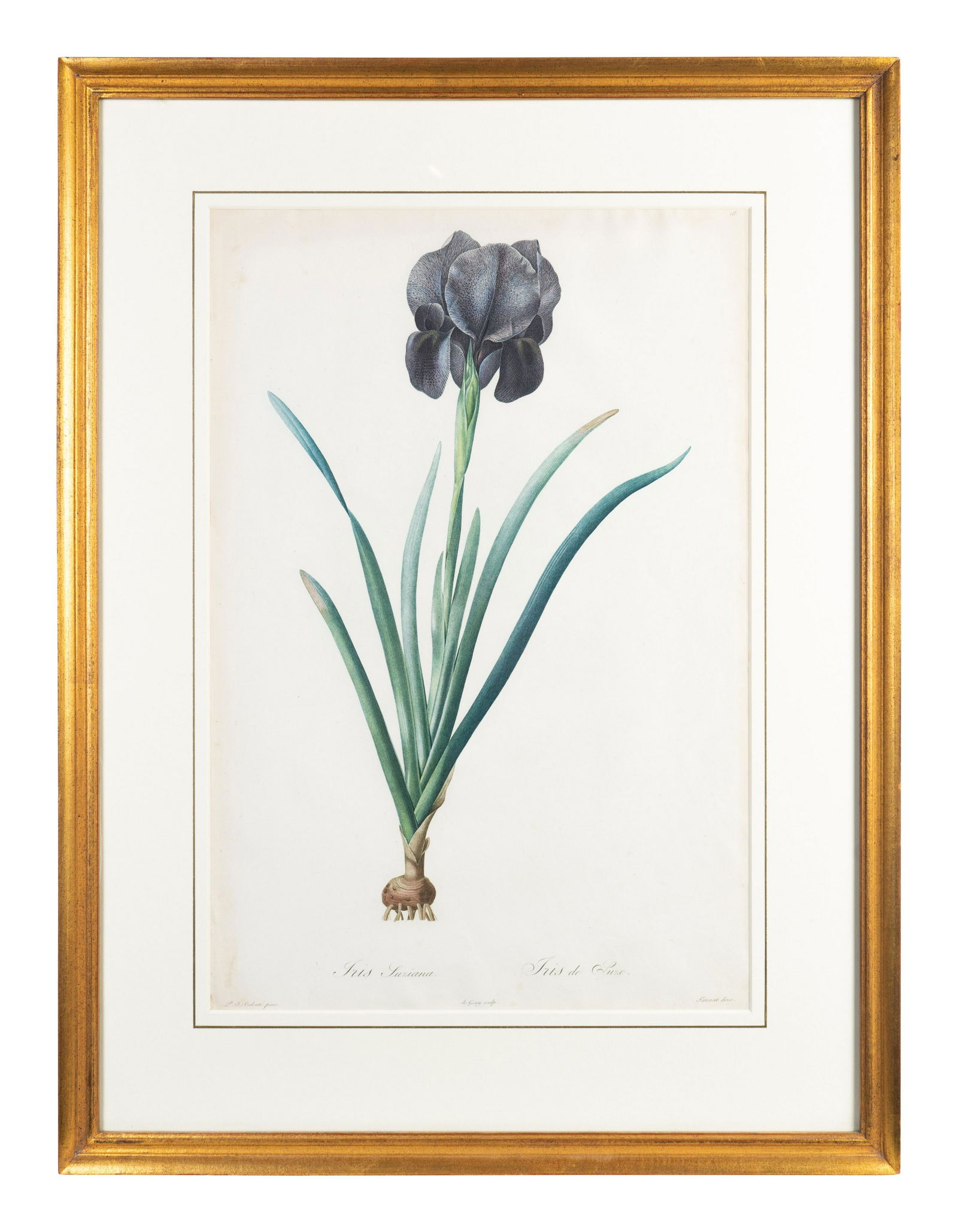Six Colored Botanical Engravings Sights: 20 1/4 x 13 (1 of 6)