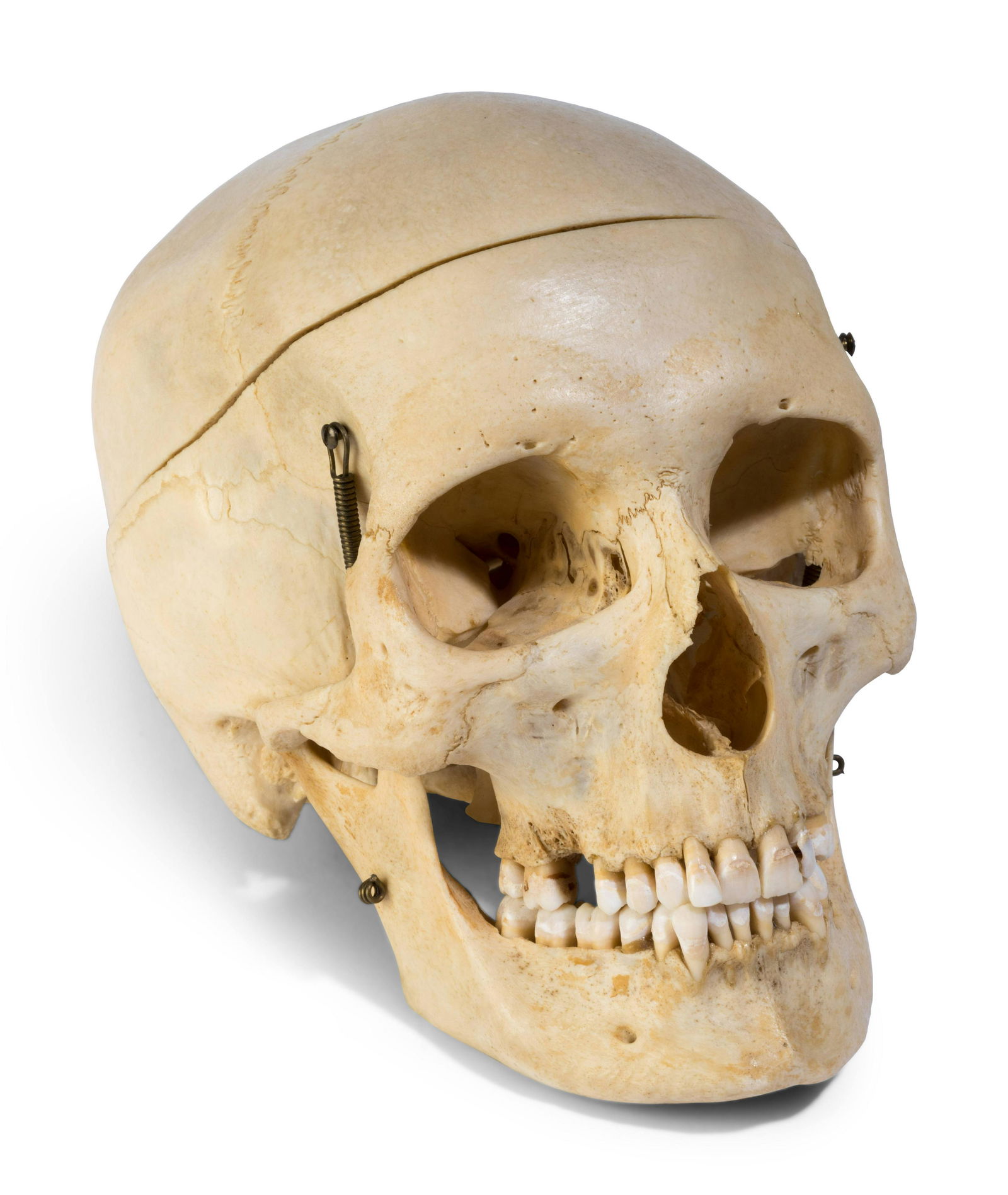 A European Medical Instruction Human Skull (1 of 4)