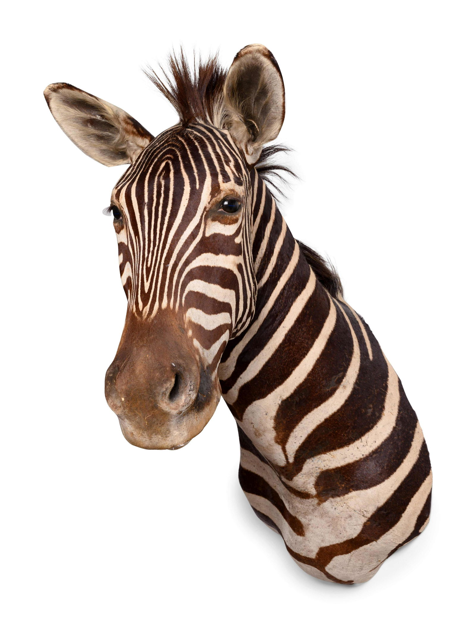 A Taxidermy Zebra Shoulder Mount (1 of 3)