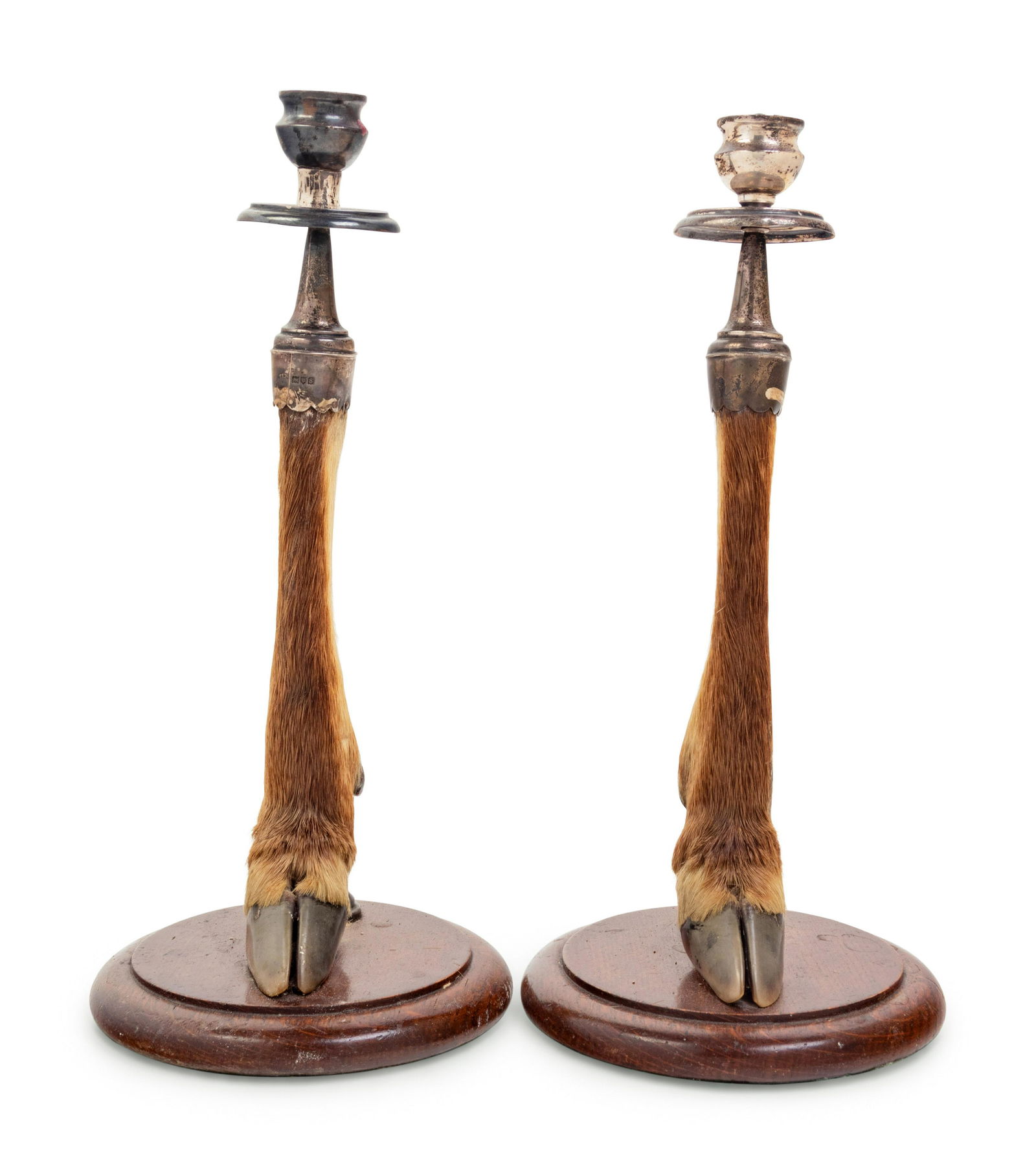 A Pair of English Silver Mounted Taxidermy Candlesticks (1 of 4)