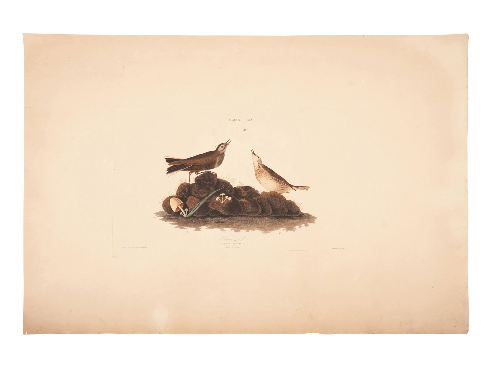 AUDUBON, John James (1785-1851). (1 of 1)