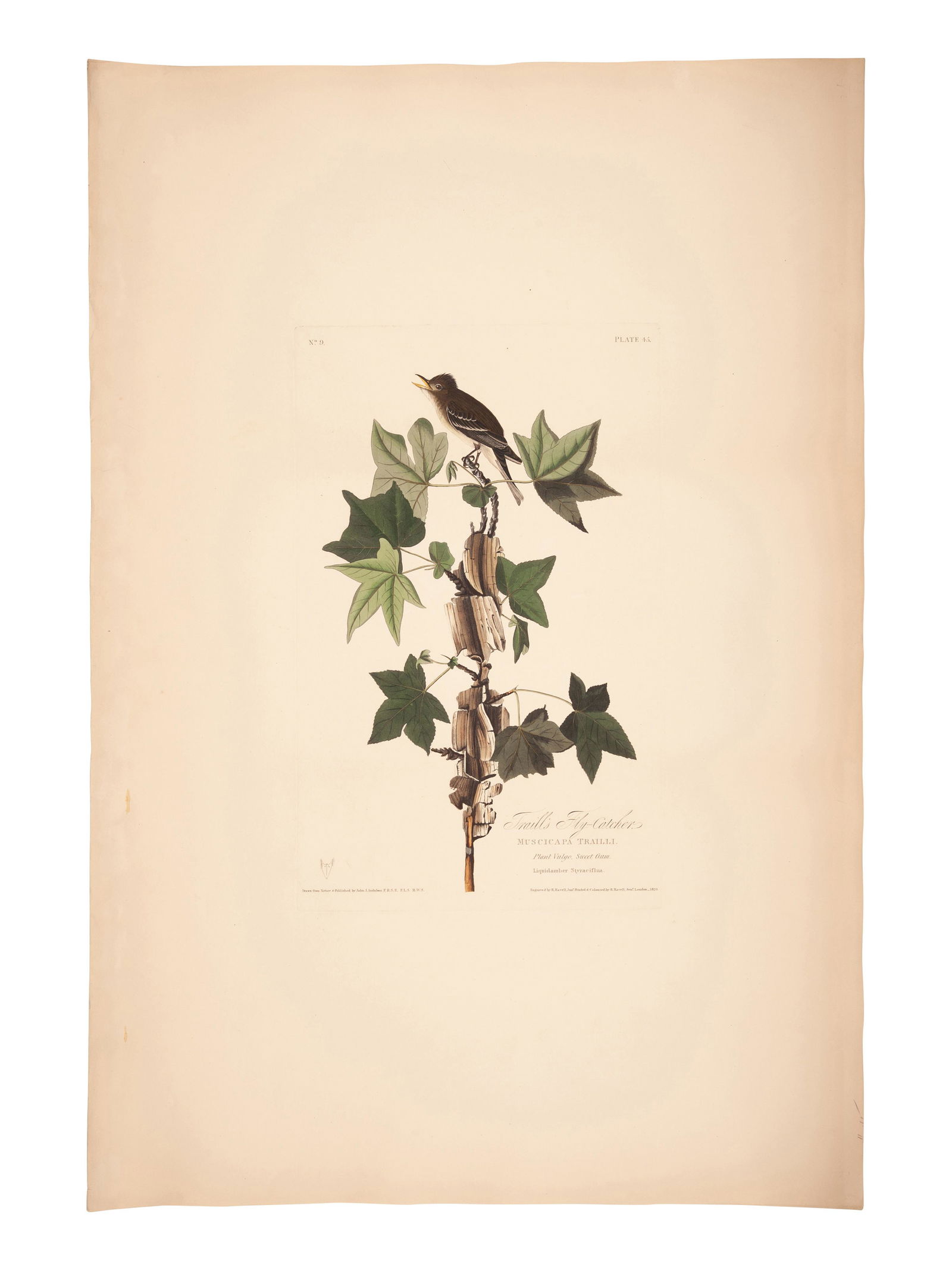 AUDUBON, John James (1785-1851). (1 of 1)