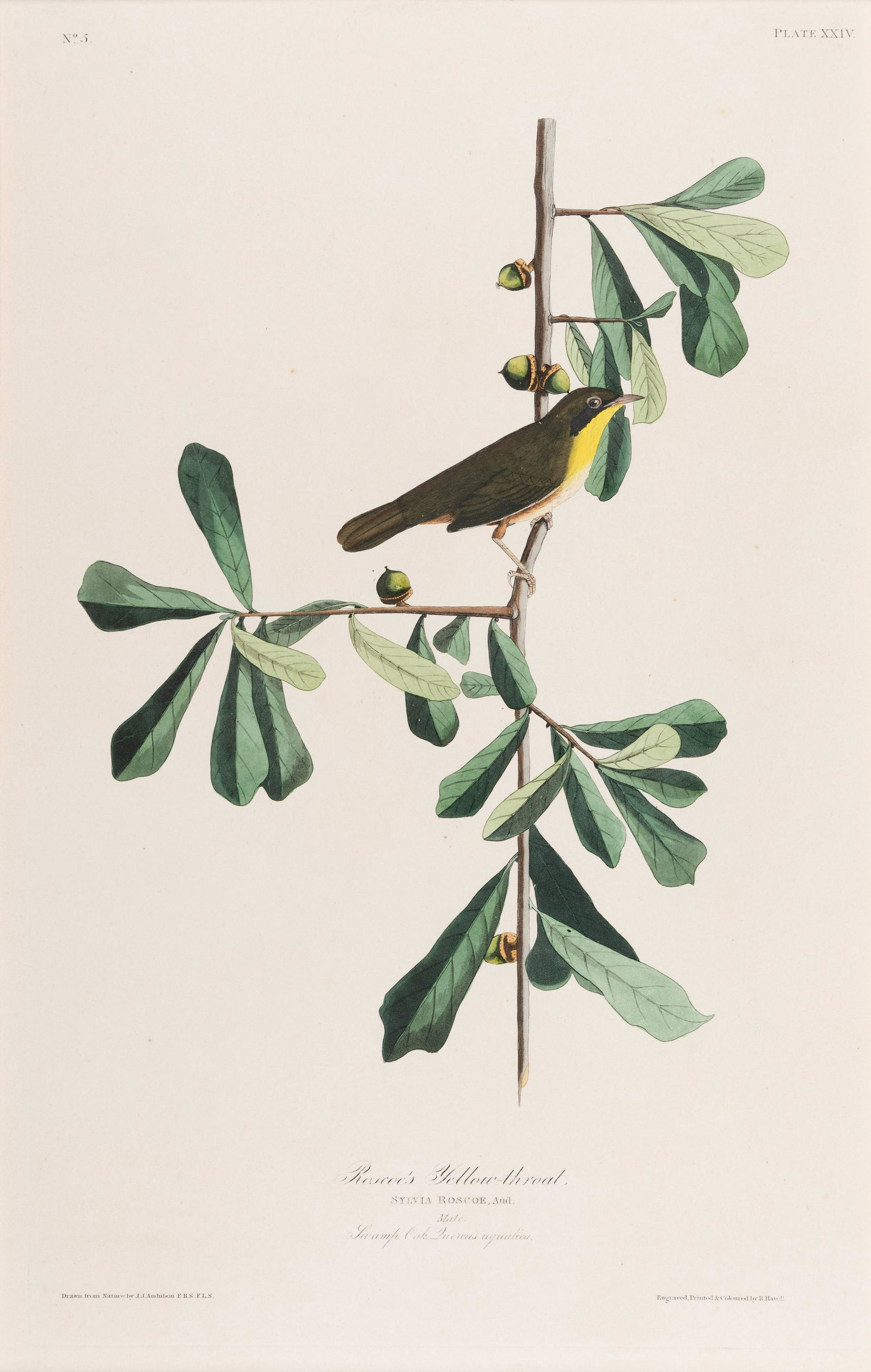 AUDUBON, John James (1785-1851). (1 of 1)