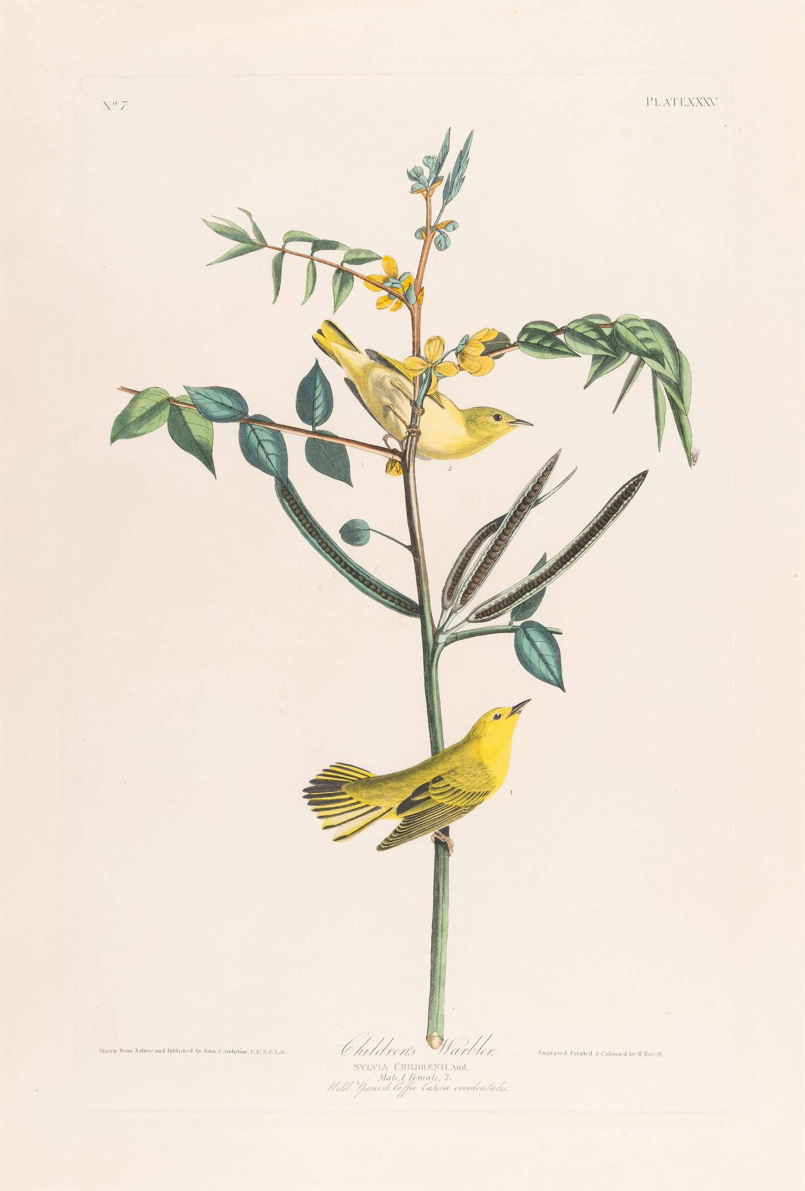 AUDUBON, John James (1785-1851).: AUDUBON, John James (1785-1851). Children's Warbler (Plate XXXV)Sylvia Childrenii. Aud.Engraving with etching, aquatint and hand-coloring, on J Whatman watermarked paper 22 3/4 x 15 3/8 in. (578 x 390