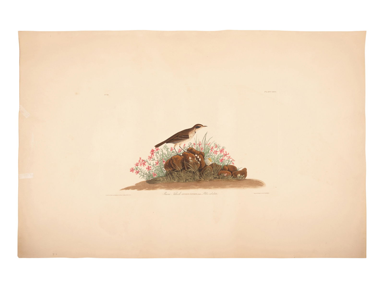 AUDUBON, John James (1785-1851). (1 of 1)