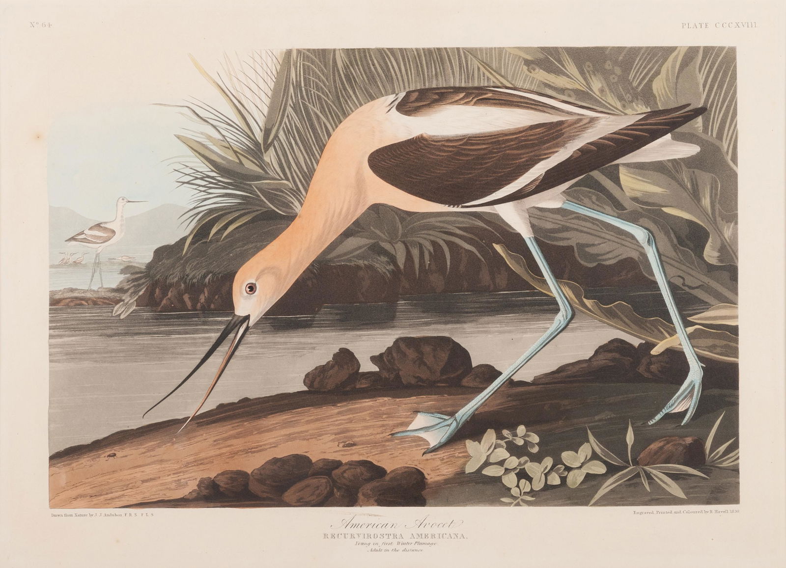 AUDUBON, John James (1785-1851). (1 of 2)