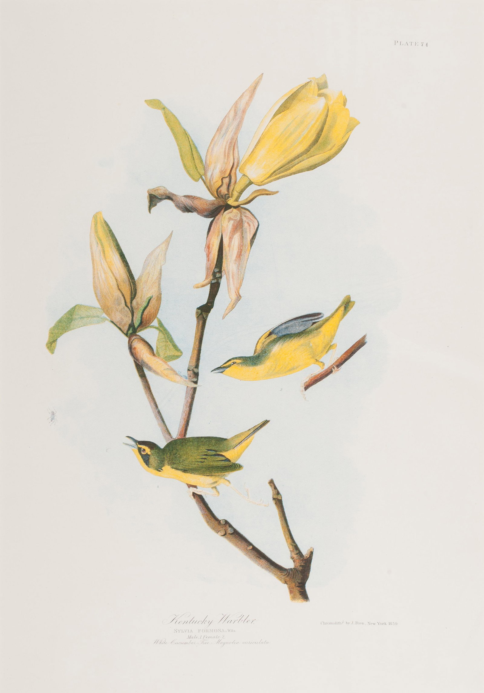 AUDUBON, John James (1785-1851). 24 x 17: AUDUBON, John James (1785-1851). Kentucky Warbler (Plate 74)Sylvia Formosa. Wils.Chromolithograph, 1859, sheet 26 1/2 x 18 3/4 in. (674 x 470 mm). Bien edition, ca 1850. Matted and framed. 24 x 17