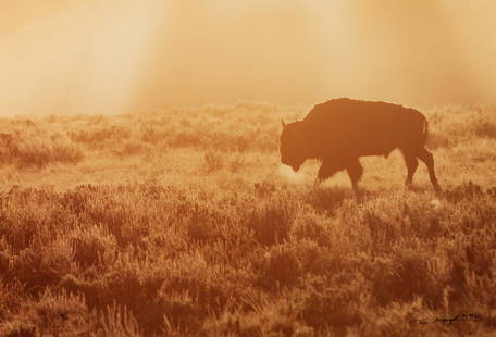 Thomas D. Mangelsen (American, b. 1945) A Summer: Thomas D. Mangelsen (American, b. 1945) A Summer Morning- Yellowstone, edition 79/950 photograph signed T.D. Mangelsen and dated (lower right), numbered (lower left) 14 x 20 inches Property from the