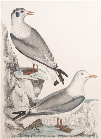 John Selby, (British, 1788-1867), Kittiwake, 1821: John Selby (British, 1788-1867) Kittiwake, 1821 color etching 22 1/4 x 16 1/4 inches. Property from Robert Henry Adams Fine Art, Chicago, Illinois