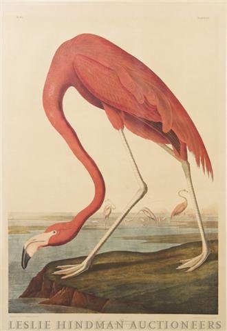 John James Audubon, , American Flamingo: John James Audubon American Flamingo etching and aquatint 34 1/4 x 23 1/4 inches.