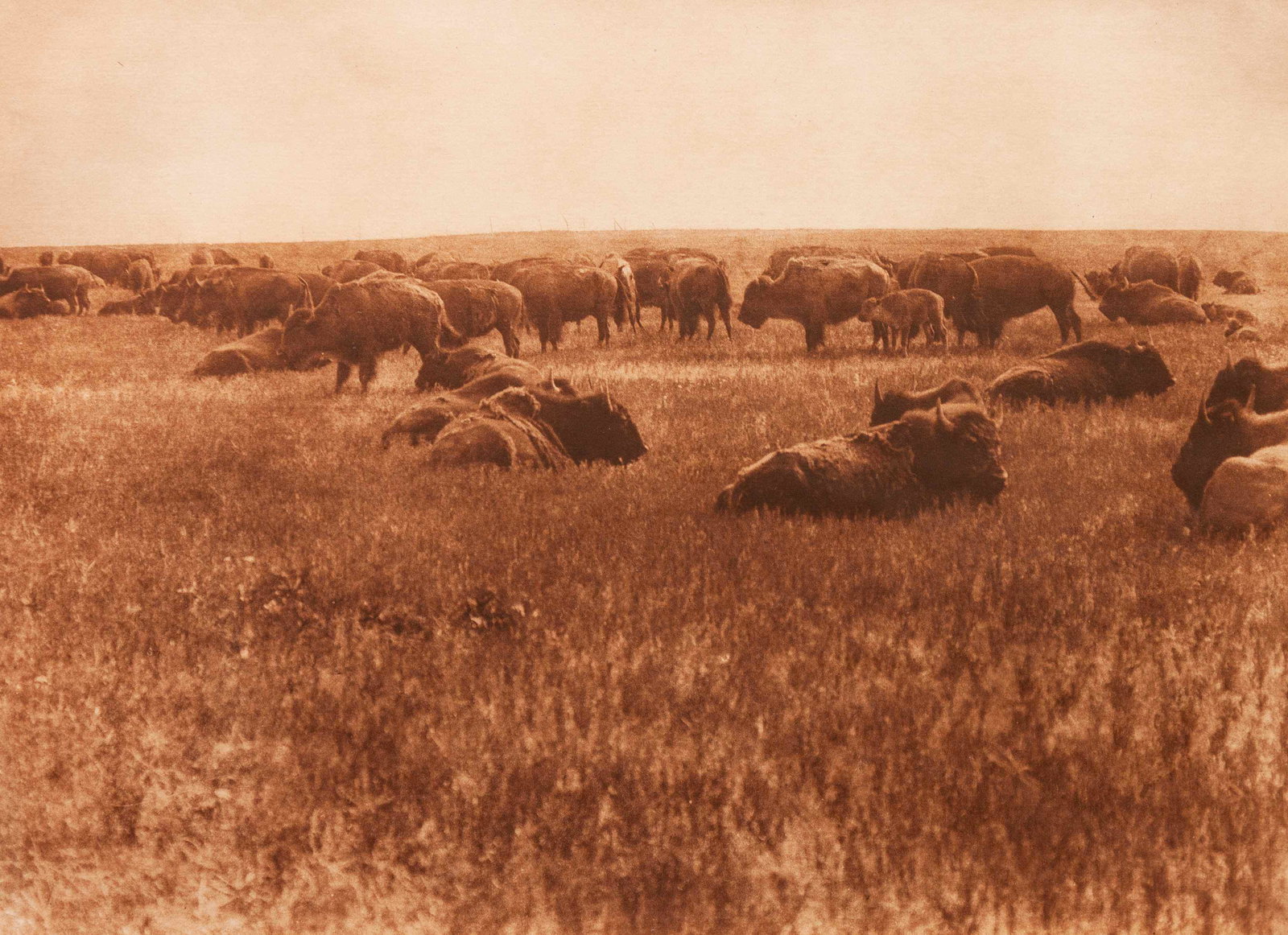 Artist Unknown Buffalo Herd (1 of 2)