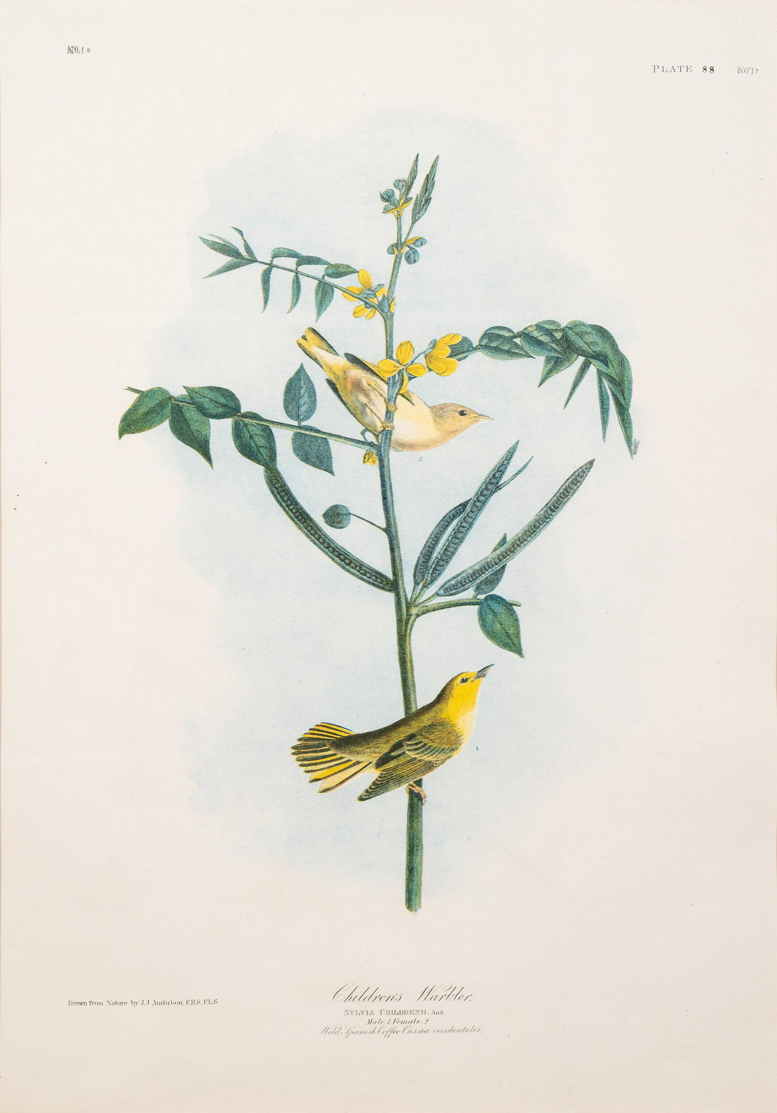 AUDUBON, John James (1785-1851). 24 x 18: AUDUBON, John James (1785-1851). Children's Warbler (Plate 35). Silvia Childreni. 20th-century reproduction. 43 1/4 x 30 1/2 in Matted and framed. 24 x 18 Property from a Corporate Art Collection