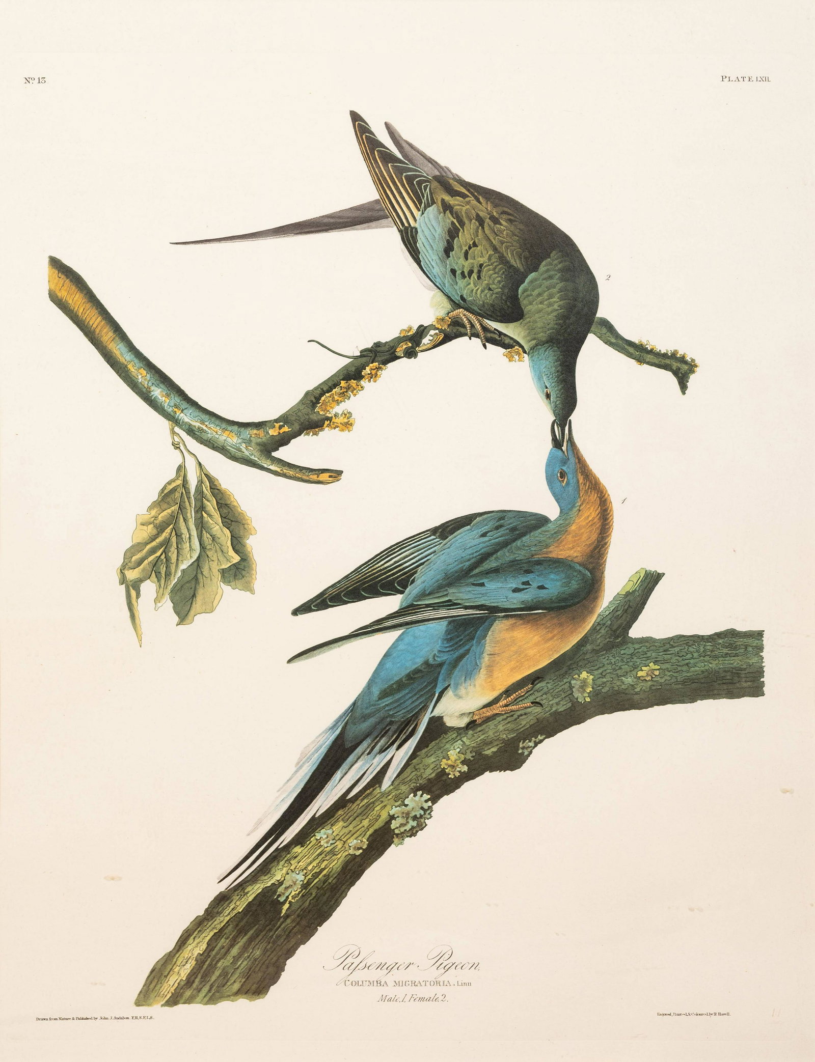 AUDUBON, John James (1785-1851). 25 x 20 (1 of 4)