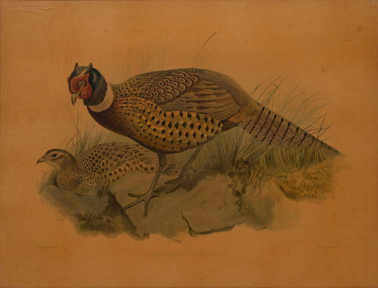 A Pair of Pheasant Prints(19th/20th Century) (1 of 9)