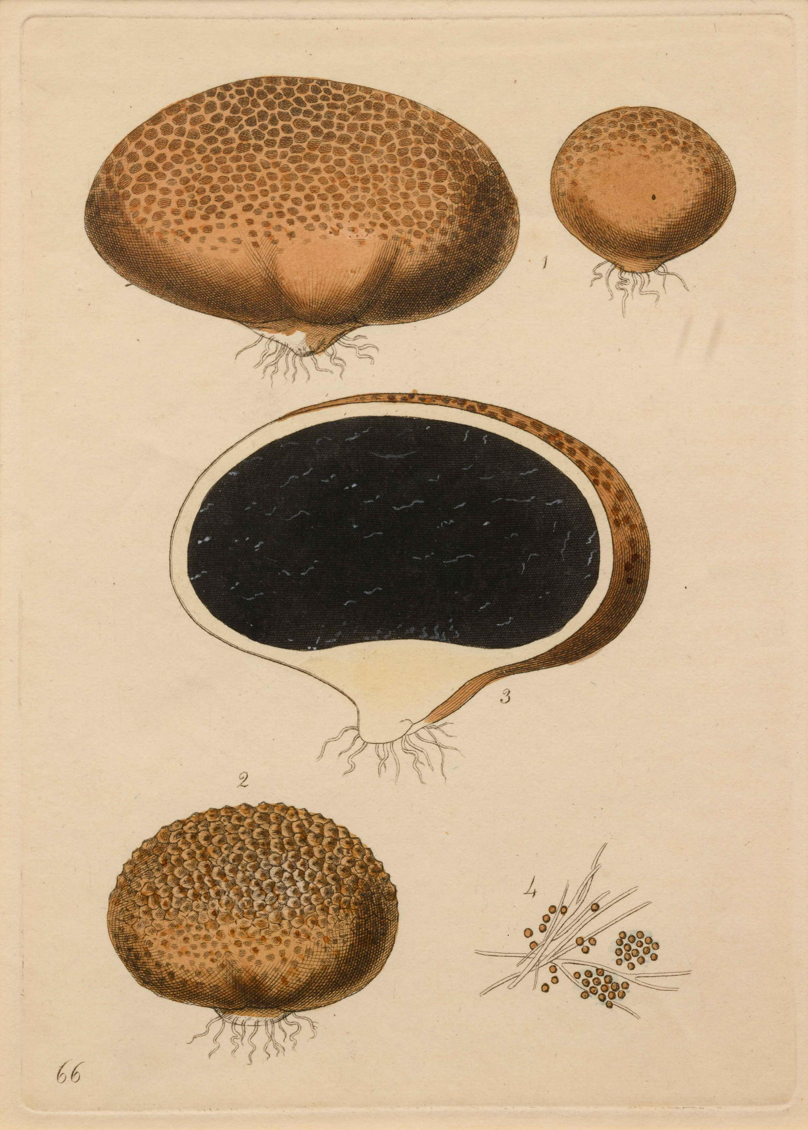 Five German Hand-Colored Engravings of Various Fungi (1 of 7)