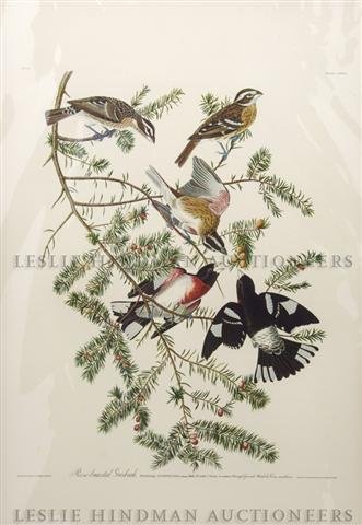 After John James Audubon, , Rose-breasted Grosbeak: After John James Audubon Rose-breasted Grosbeak lithograph 25 x 20 inches.