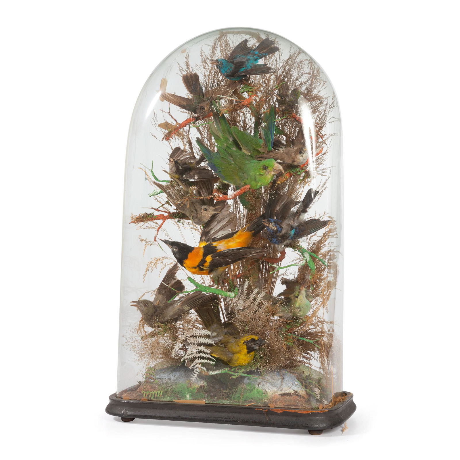 A Victorian Bird Taxidermy Diorama   (1 of 9)