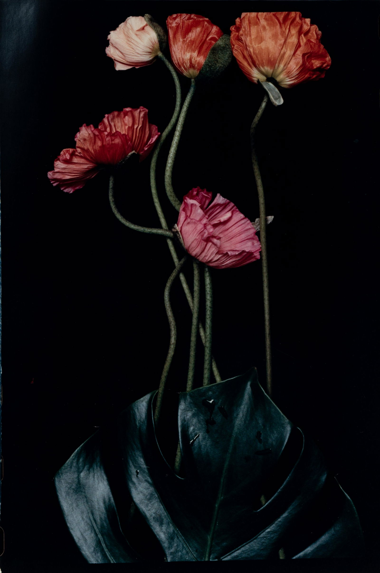 Lialia Kuchma (20th century) Three Poppies One and (1 of 10)