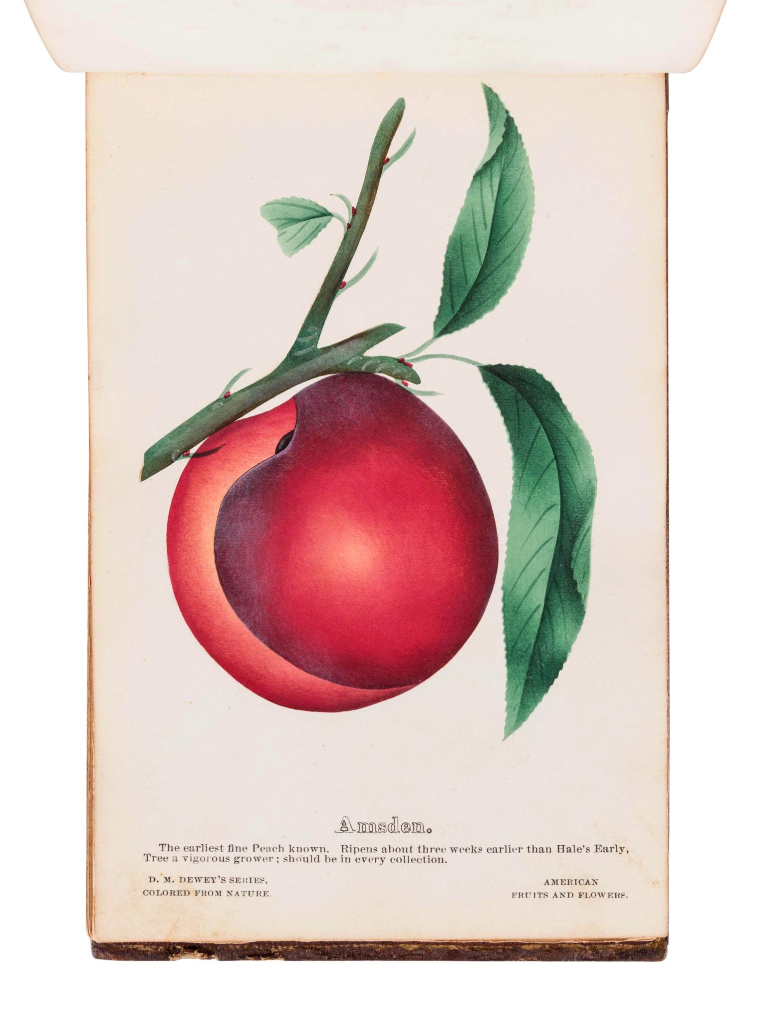 [SALESMAN'S CATALOGUE]. DEWEY, D.M. The Nurserymen's: [SALESMAN'S CATALOGUE]. DEWEY, D.M. The Nurserymen's Pocket Specimen Book, Colored from Nature, Fruits, Flowers, Ornamental Trees, Shrubs, Roses, &c. A specimen book for John Dixon, Dixon Nurseries, G