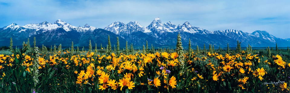 Thomas D. Mangelsen (American, b. 1945) Summer's Peak,: Thomas D. Mangelsen (American, b. 1945) Summer's Peak, edition 112/2500 photograph 16 x 47 inches Property Being Sold to Benefit the Friends of the Teton River; a 501(c)(3) organization working for cl