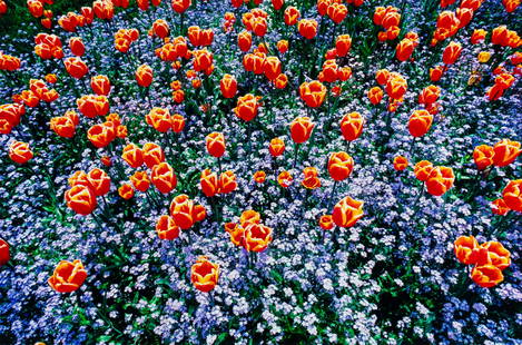 Thomas D. Mangelsen (American, b. 1945) Edge of Spring,: Thomas D. Mangelsen (American, b. 1945) Edge of Spring, edition 173/1500 photograph 20 x 30 inches Property Being Sold to Benefit the Friends of the Teton River; a 501(c)(3) organization working for c