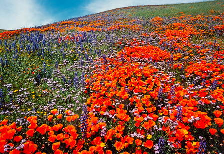 Thomas D. Mangelsen (American, b. 1945) Field of: Thomas D. Mangelsen (American, b. 1945) Field of Dreams, edition 769/950 photograph 14 x 20 inches Property Being Sold to Benefit the Friends of the Teton River; a 501(c)(3) organization working for c