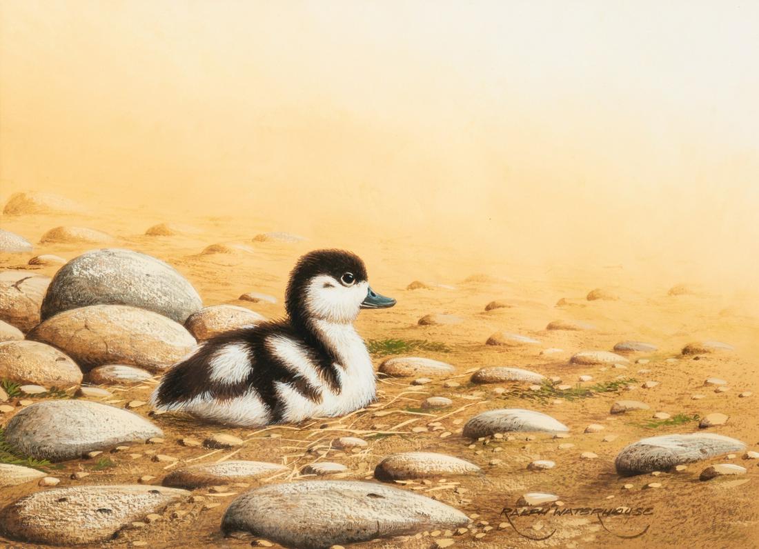 Ralph Waterhouse (English, b. 1943) Shelduck Chick (1 of 5)