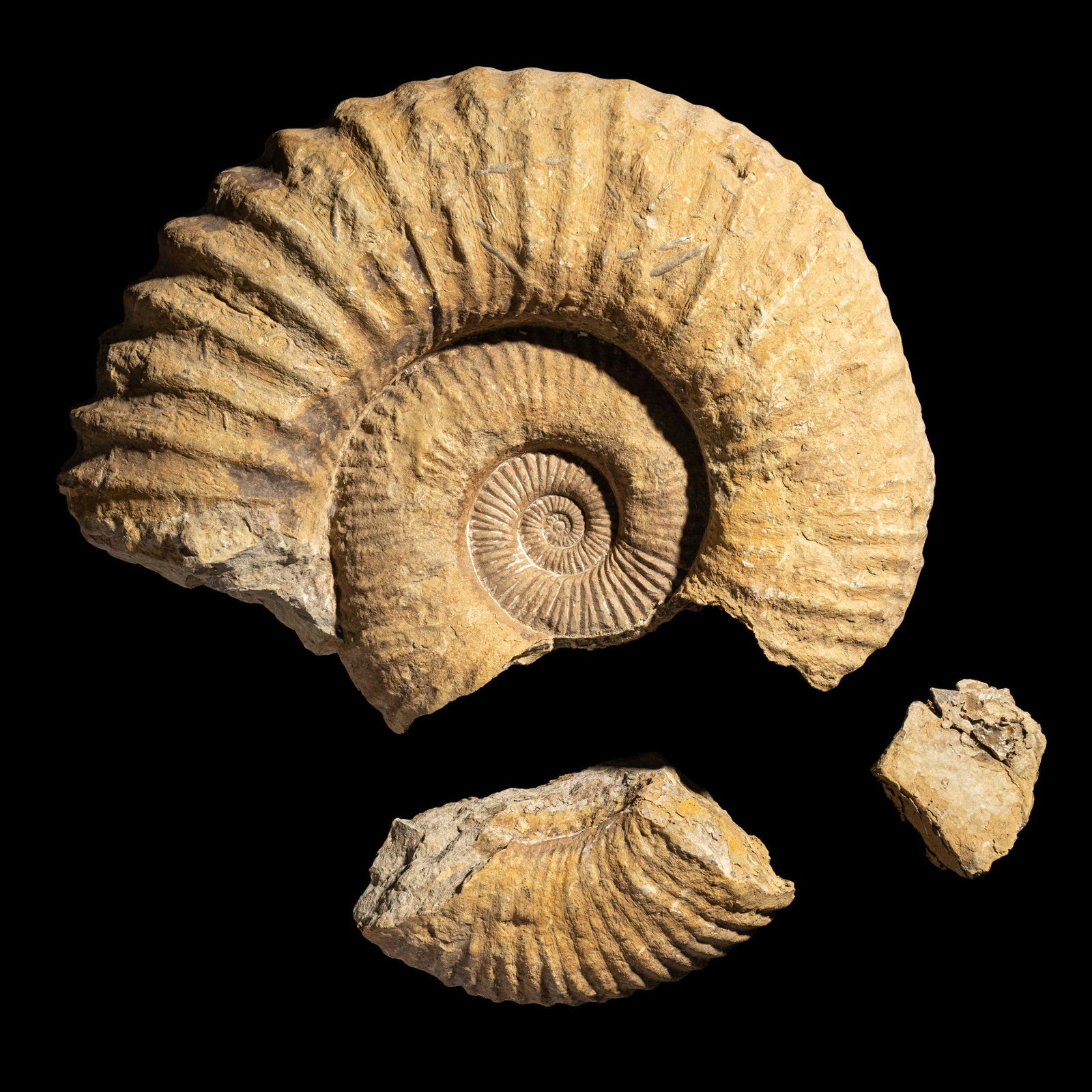 An Ammonite Fossil Height 23 inches (58.5 cm). (1 of 4)