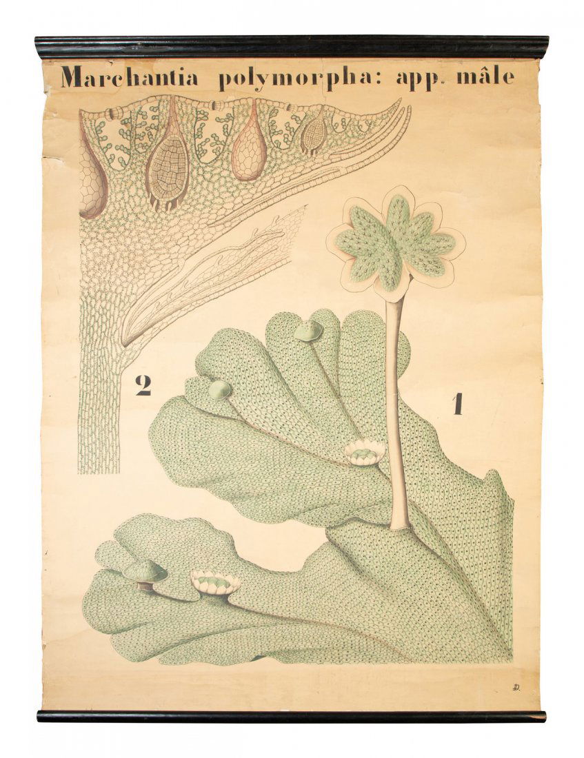 A Large German Botanical Print, Marchantia Polymorpha (1 of 1)