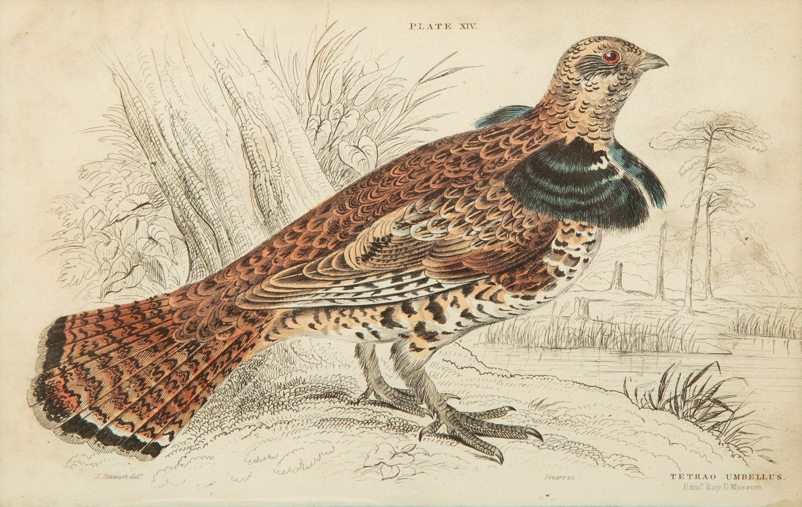 A Group of Eight Framed Ornithological Prints (1 of 8)