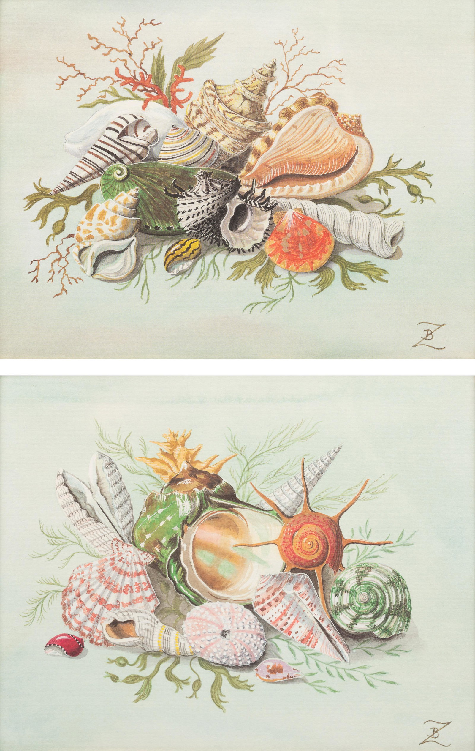 Artist Unknown, 19th/20th Century: Artist Unknown, 19th/20th Century A Pair of Watercolors Depicting Shells watercolor on paper initialed BZ (lower right) Each: 9 1/2 x 12 1/2 inches. Property From The Estate of Edwin L. Cox, Dallas, T