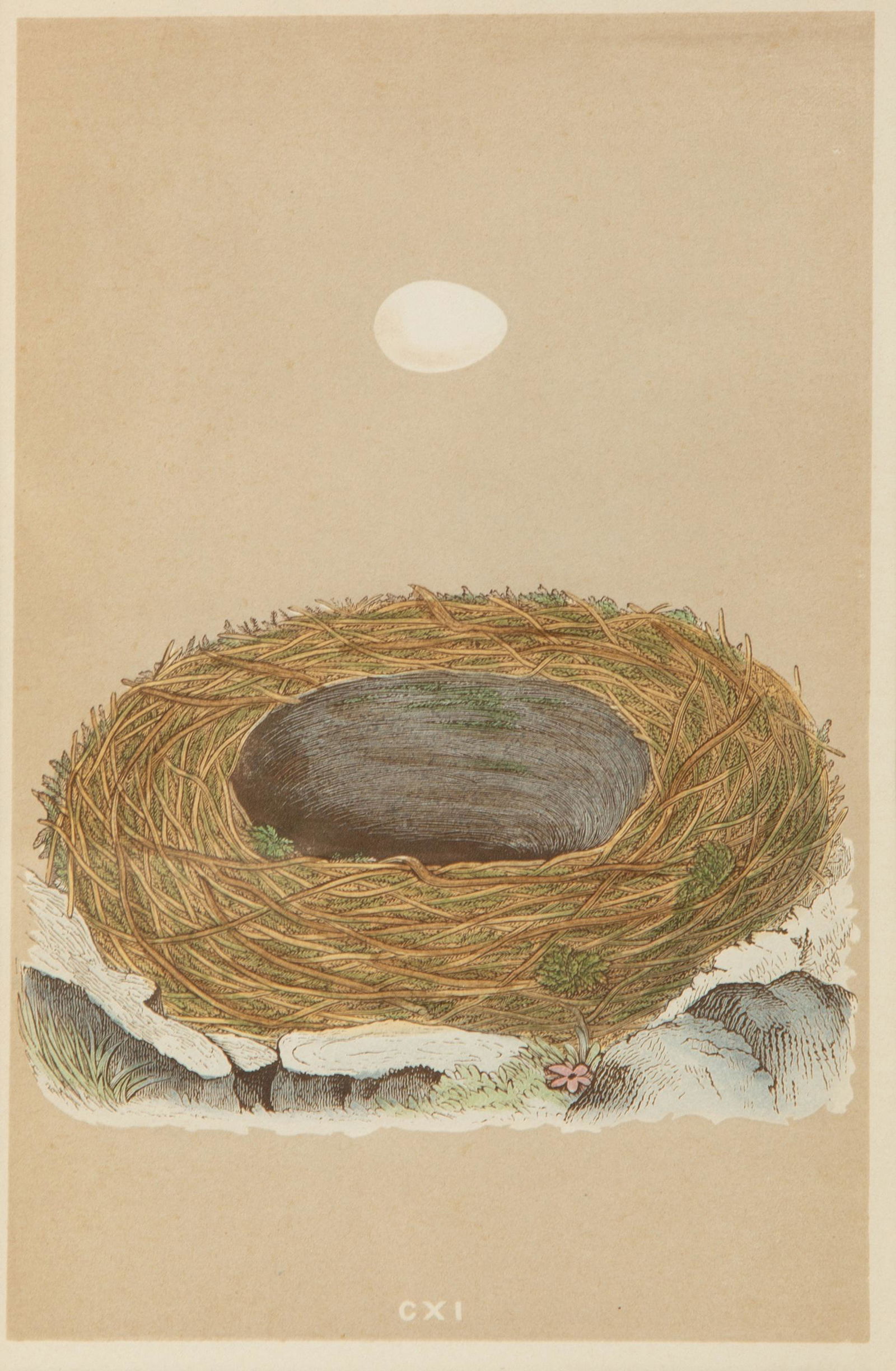 A Set of Six Prints from A Natural History of the Nests (1 of 8)