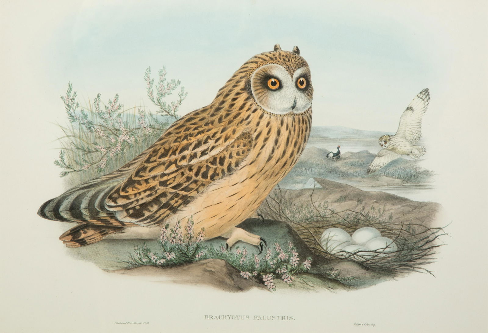 Four Ornithological prints from John Goulds Birds of (1 of 6)