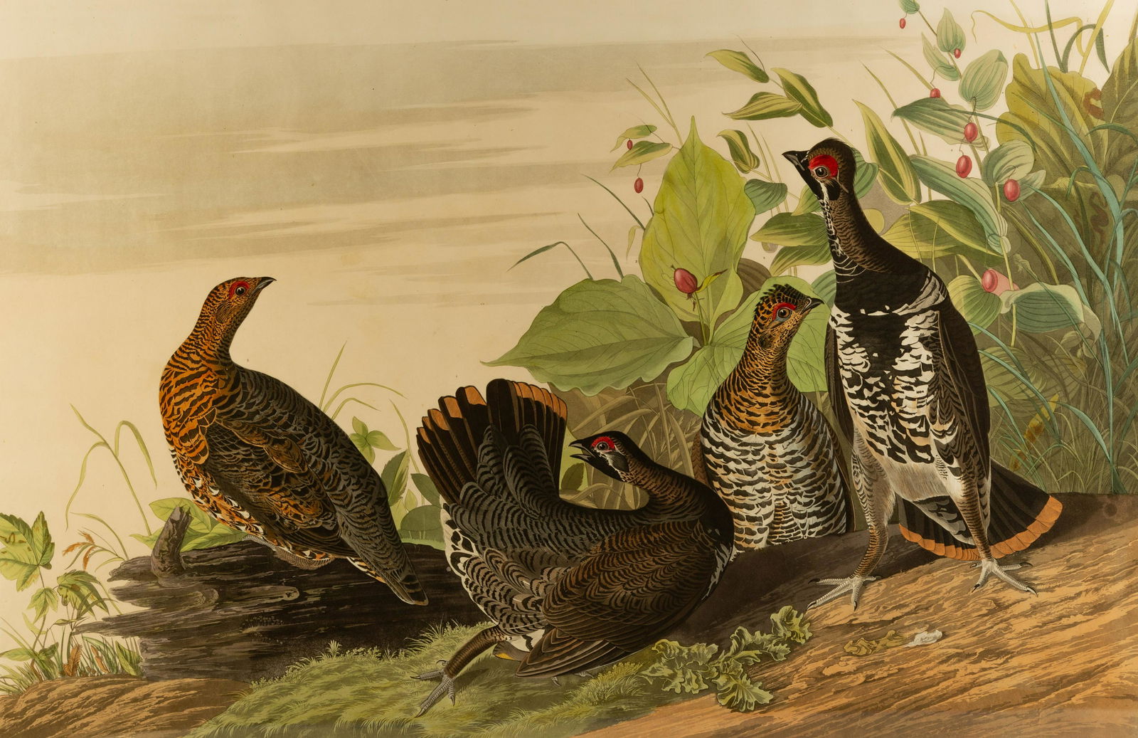 John James Audubon (American, 1785-1851) Spotted Grouse (1 of 5)