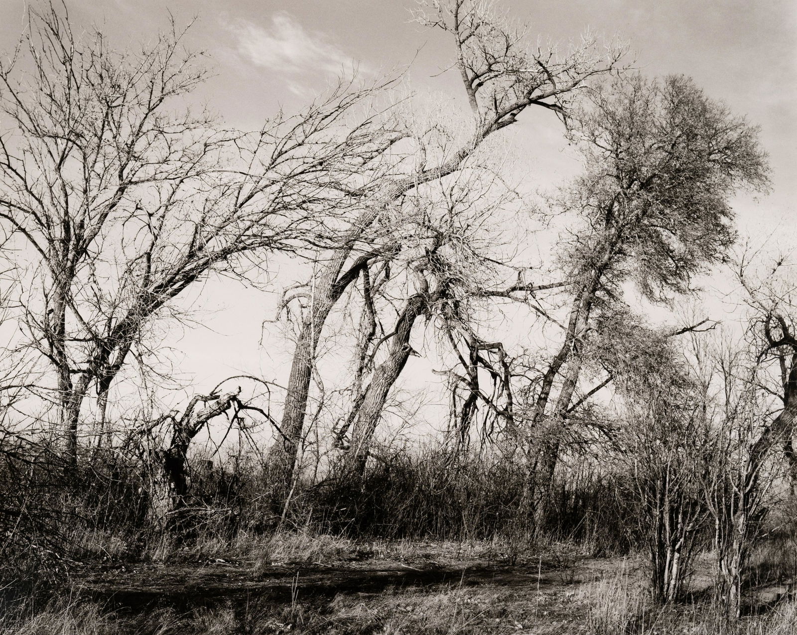 Robert Adams (American, b. 1937) Among the last trees: Robert Adams (American, b. 1937) Among the last trees and lilacs surrounding a farmhouse, Edge of Longmont, Colo., 1982 gelatin silver print signed, titled, dated, and numbered 3/30 in pencil (verso)