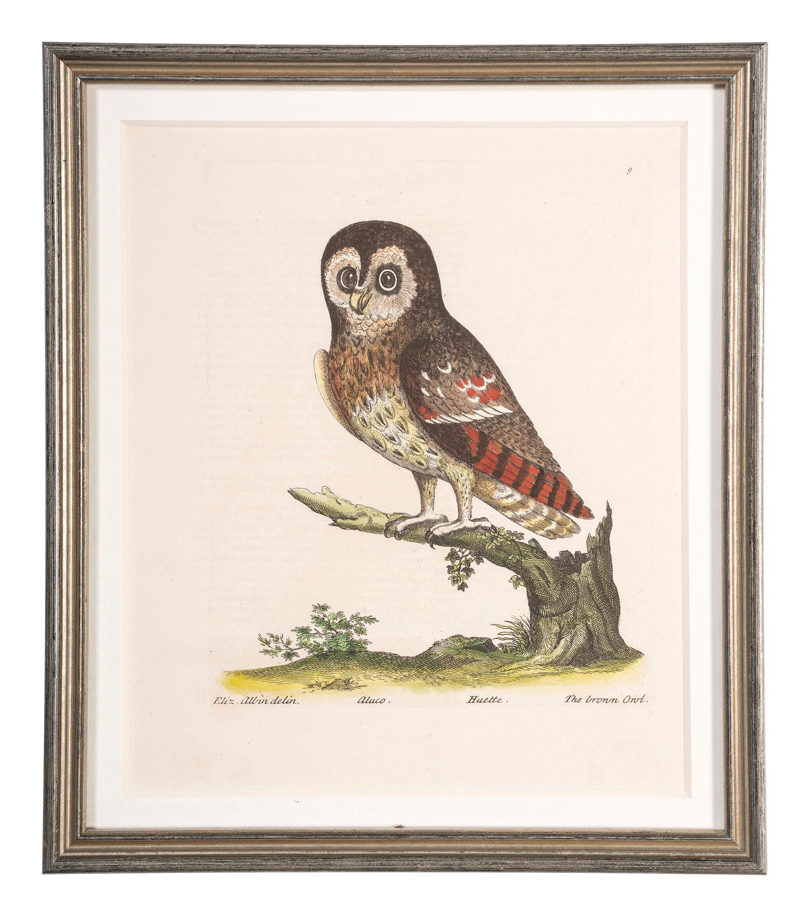 Five Eleazar Albin (English, 1690-1742) Hand Colored (1 of 5)
